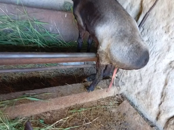 Goat, LaMancha goats