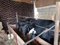 Sheep (batch, sex not specified), Blackheaded Persian sheep — photo 2