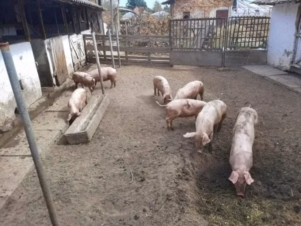 Sow, Pigs — Hungary