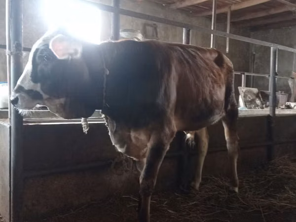 Bull, Cattle — Azerbaijan