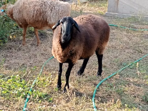 Sheep, Kazakh fat-tailed coarsewool sheep