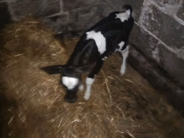 Cow, Russian Black pied cattle — Poland