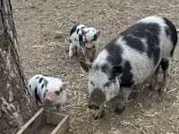 Scrofa — foto 1