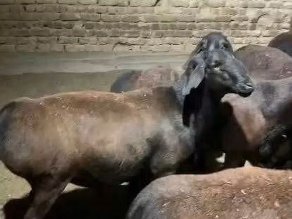 Sheep, Hissar sheep