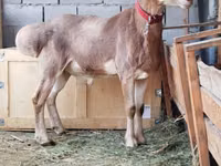 Ovan, Edilbay sheep — fotografija 3