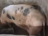Sow, Pigs — photo 4
