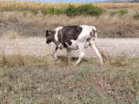 Vache, Race Holstein — photo 3