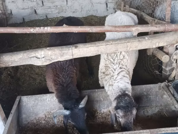 Ram, Sheep — Uzbekistan