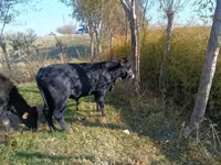 Lembu jantan, Aberdeen-Angus — foto 1