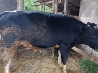 Bull, Cattle — photo 5