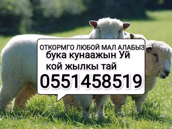 암양, 양 — 키르기스스탄
