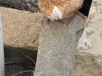 Chickens — photo 2