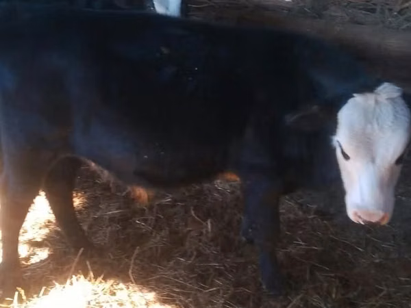 Bull, Hereford