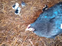 Japanese Bantam — photo 5