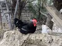 Chickens — تصویر 3