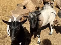 Kozioł, Dutch Landrace goats — zdjęcie 6
