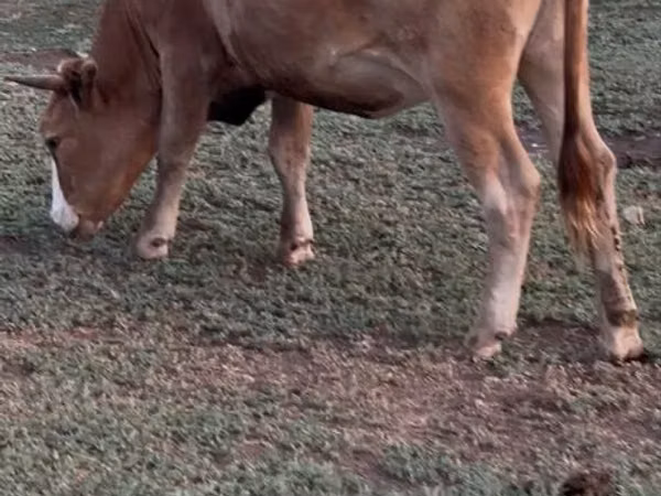 Cow, Latvian Blue cattle — Kazakhstan