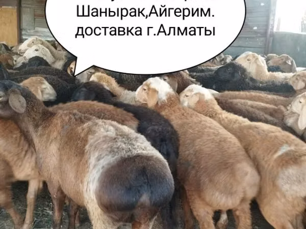 Ram, Sheep — Kazakhstan