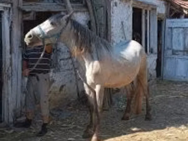Horse (M), Hungarian horse breed — Hungary