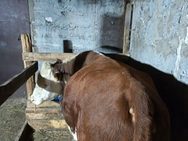 Touro, Cabeça Branca Ucraniana