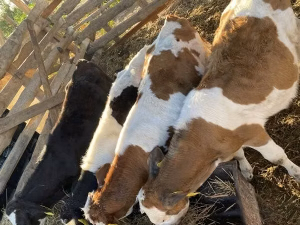 Bull, Simmental cattle — Hungary
