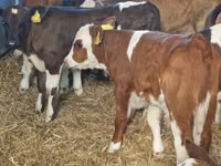 Bull, Simmental cattle — photo 5