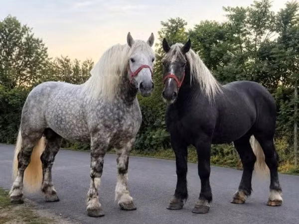 ፈረስ, Percheron
