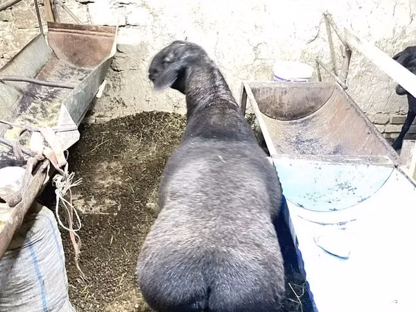 Vædder, Hissar sheep