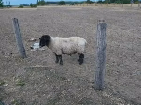 Baran, White Suffolk sheep — Węgry