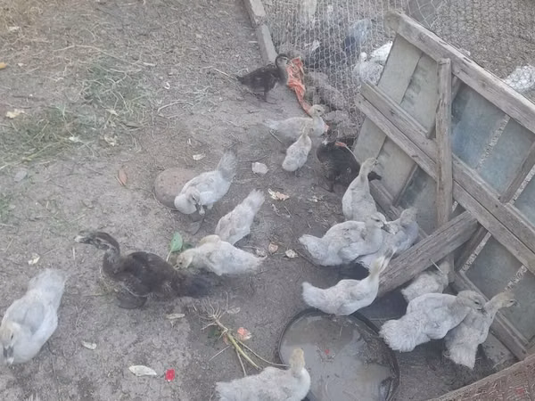 Ducks