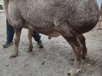 Ram, Rhon sheep — photo 8