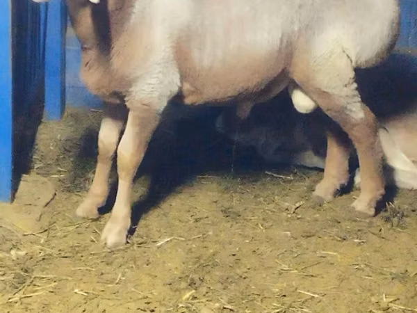 Ovan, Arashan sheep