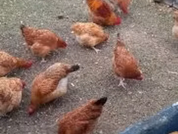 Chickens — مجارستان