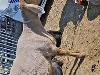 Biri-biri betina, Edilbay sheep — foto 2