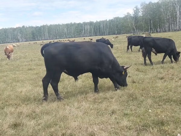 公牛, Aberdeen-Angus