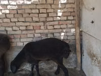 Kambing jantan, Sheep — foto 1