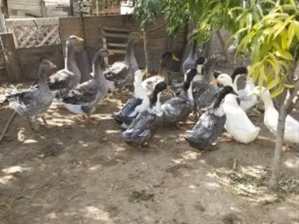 Ducks — Hungary