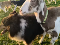 Keçi, Saanen goat — foto 2