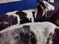 Byk, Simmental cattle — zdjęcie 3