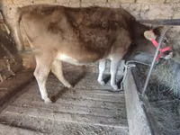 Bull, Cattle — photo 5
