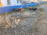 Montone, Pecore — foto 2