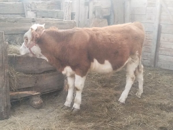 Bull, Simmental cattle — Kazakhstan