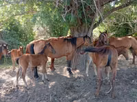 Mare, Horses — photo 4