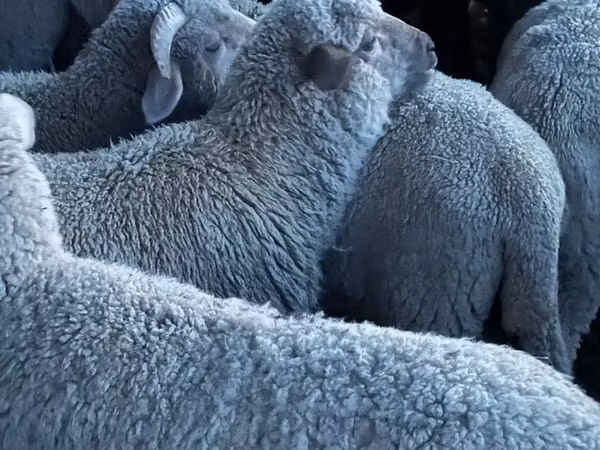 Oaie, Merino sheep