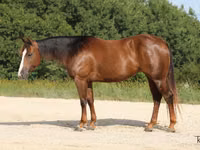 Mare, Quarter Horse — photo 1