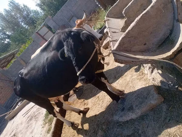 Vache, Bovins — Kirghizstan