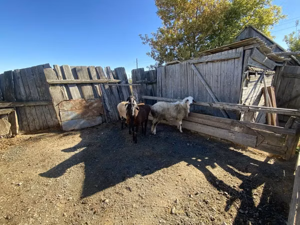 Ram, Sheep — Kazakhstan