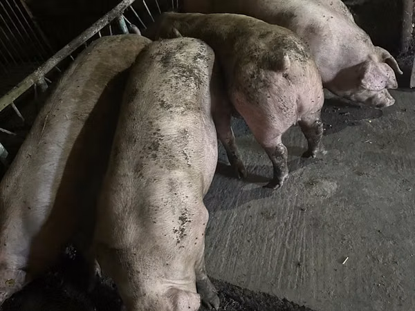 Boar, Pigs — Moldova