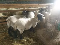 Biri-biri betina, Baerchuke sheep — foto 1