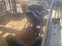 Ram, Sheep — photo 2